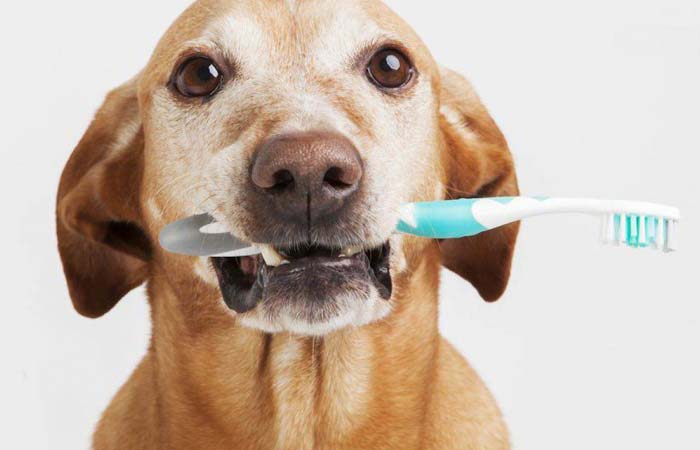 pulizia-cura-denti-cane-guida-completa